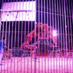 Circo Mundial 2012